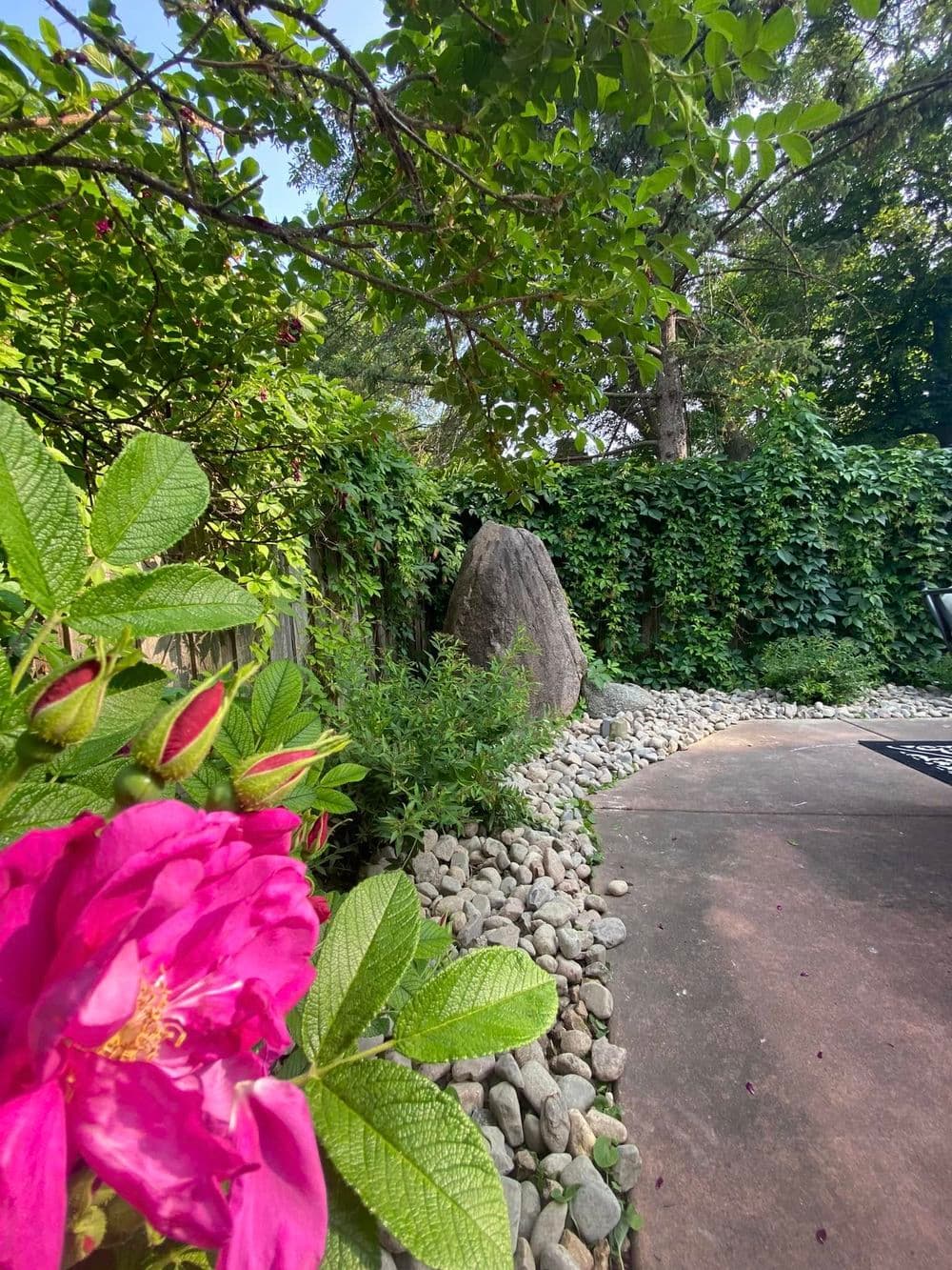 Vibrant pink roses beside a stone pathway in a lush green garden setting.